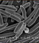 E.Coli - bacteria