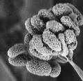 Magnified view of a yeast like organism. 
