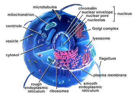 Biology of a cell.  View information on cells.