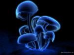 Fungi - Mold
